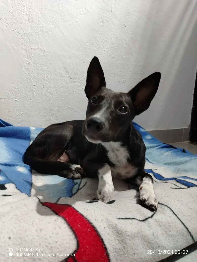 Peludo rescatado en su nuevo hogar